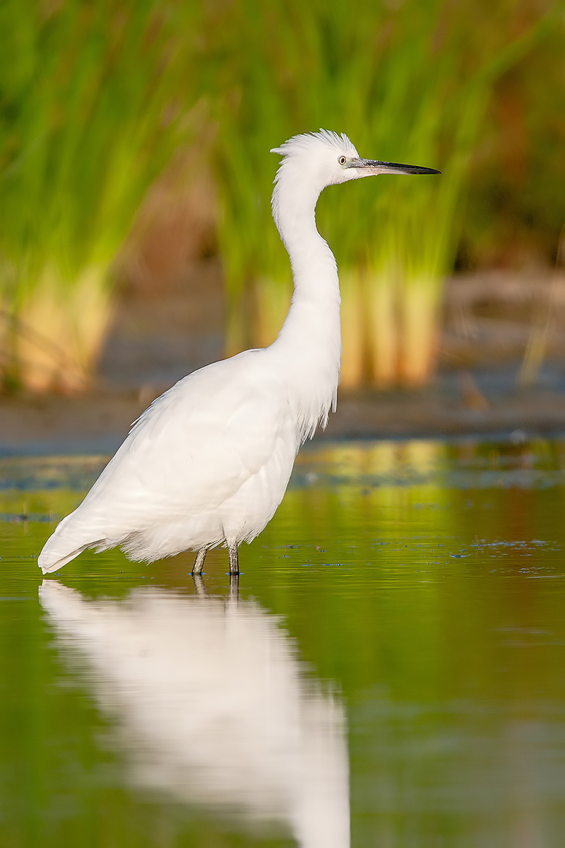 Egret
