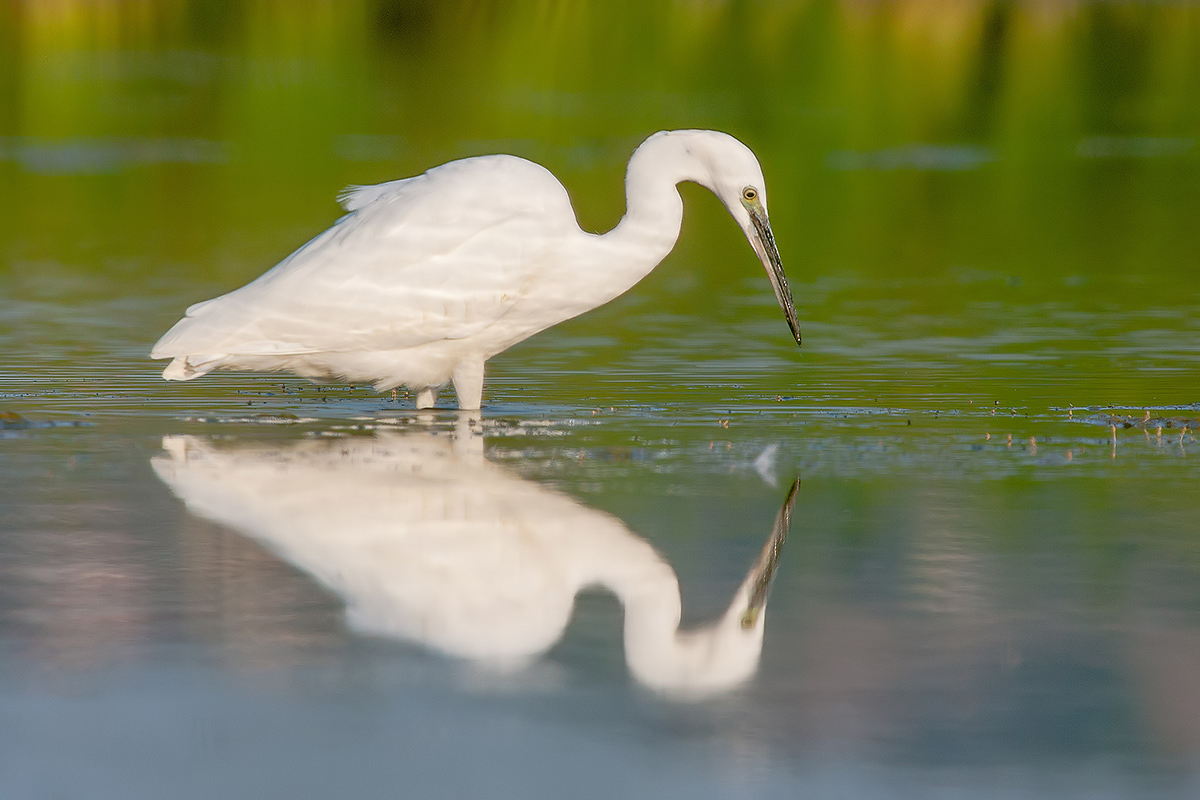Egret