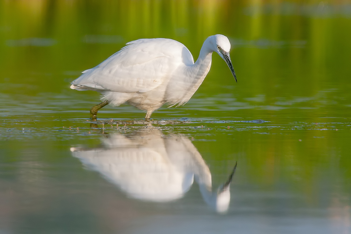 Egret