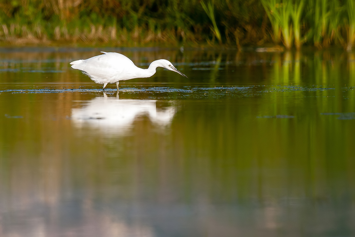 Egret