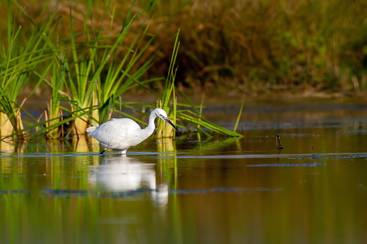 Egret