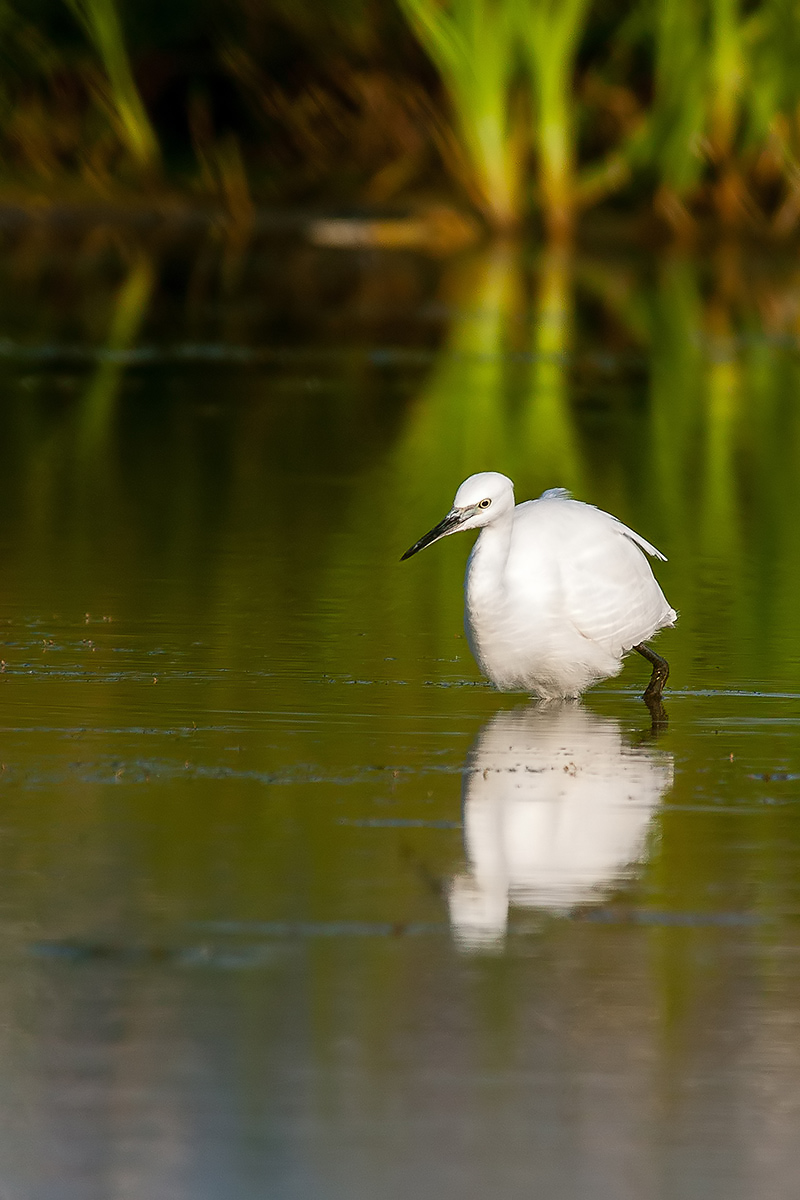 Egret