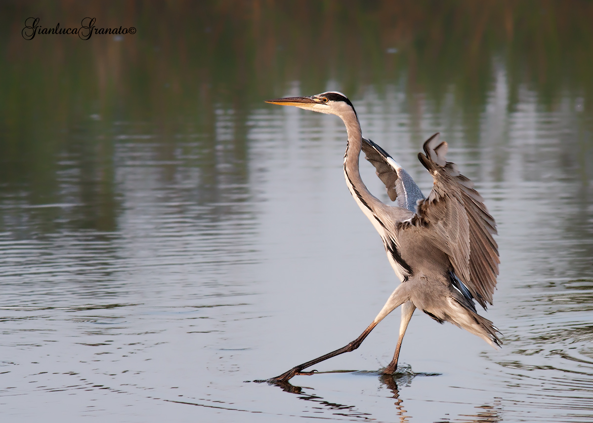 But you're a little egret?