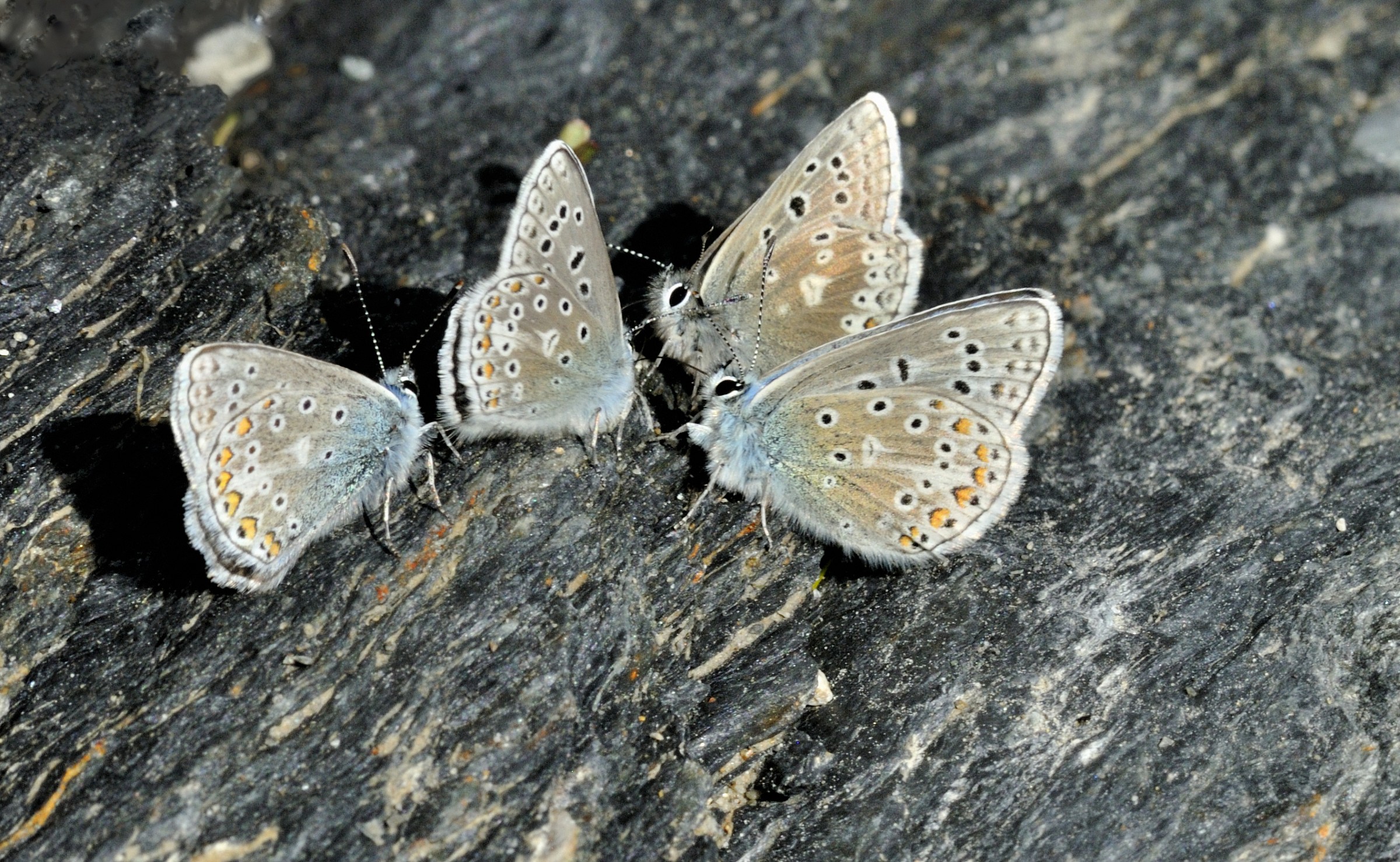 quattro chiacchiere tra amiche