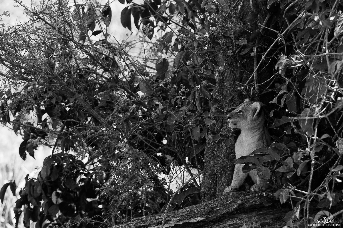 Puppy on the trunk b / w
