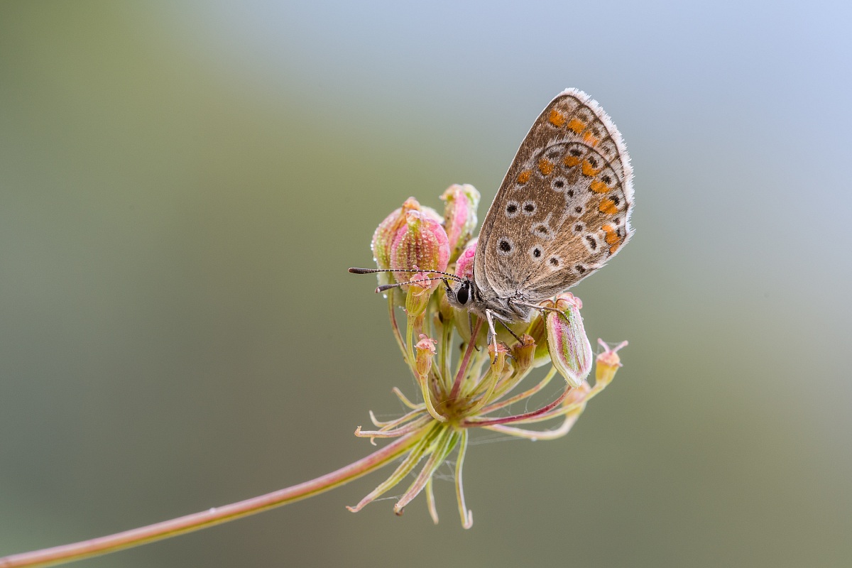 Polyommatus icarus