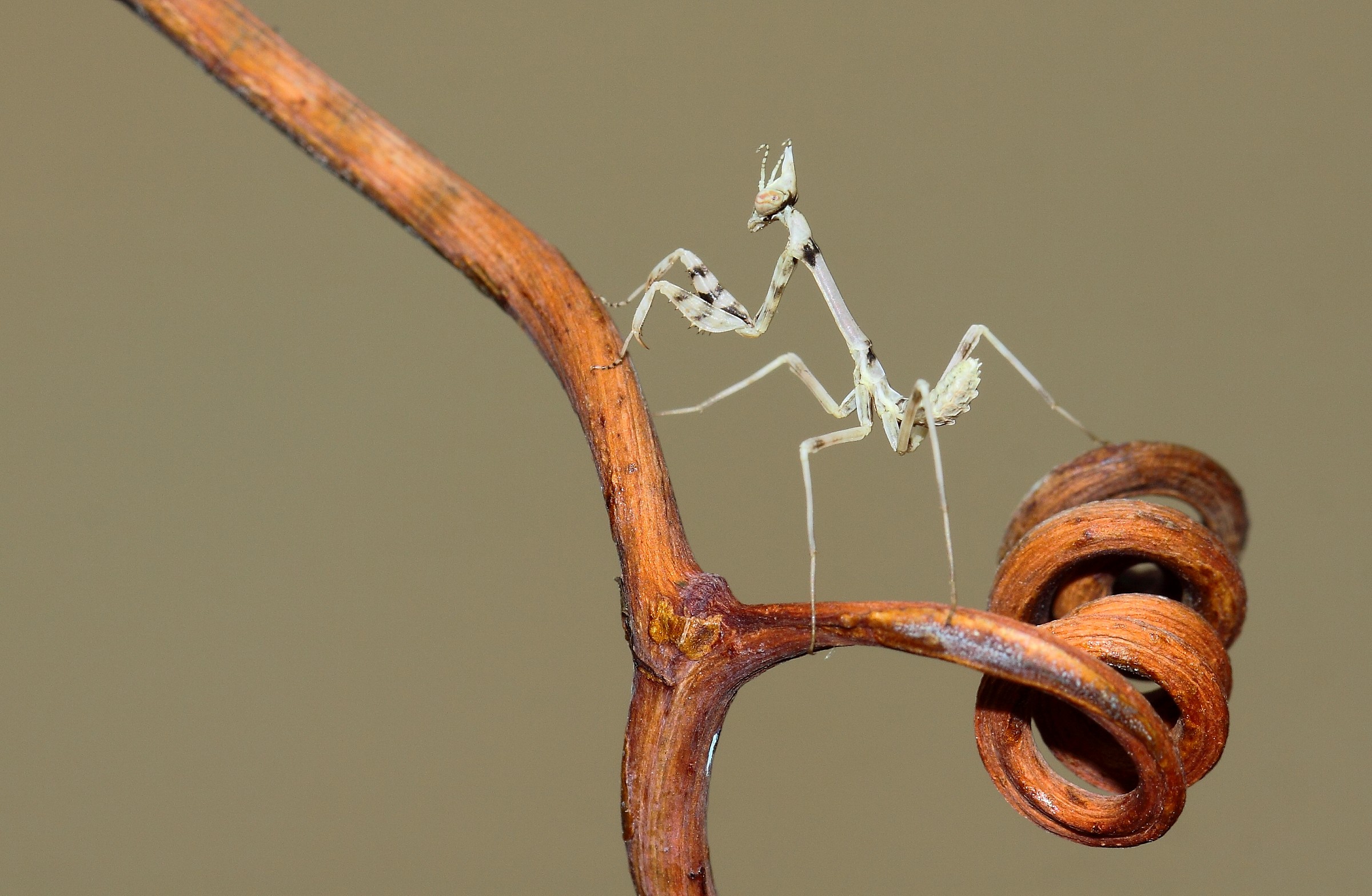 Nymph of empusa Pennata