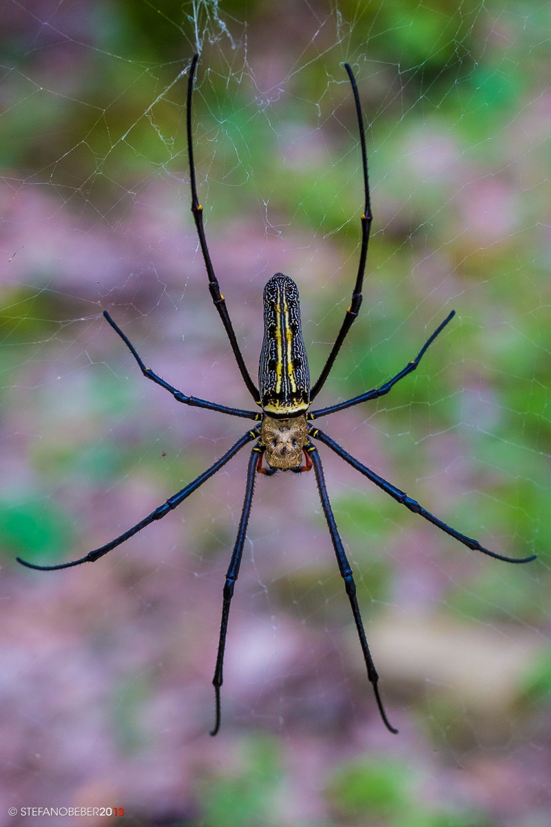Golden silk orb-weaver spider or banana