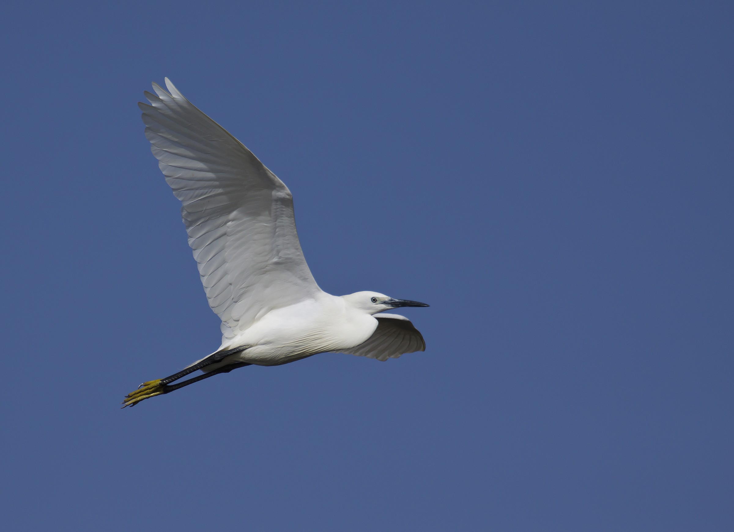 Egret