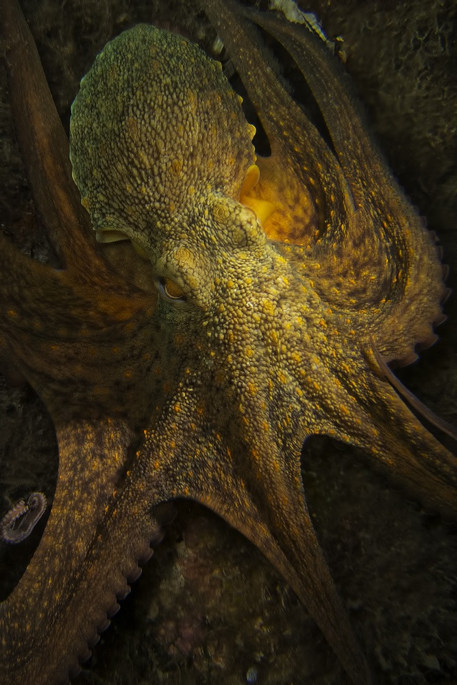 Octopus vulgaris (polpo) - Finale Ligure