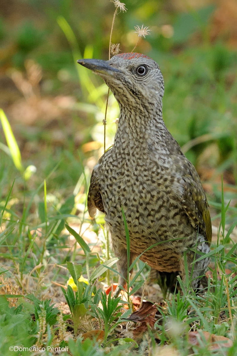 Green Woodpecker Young