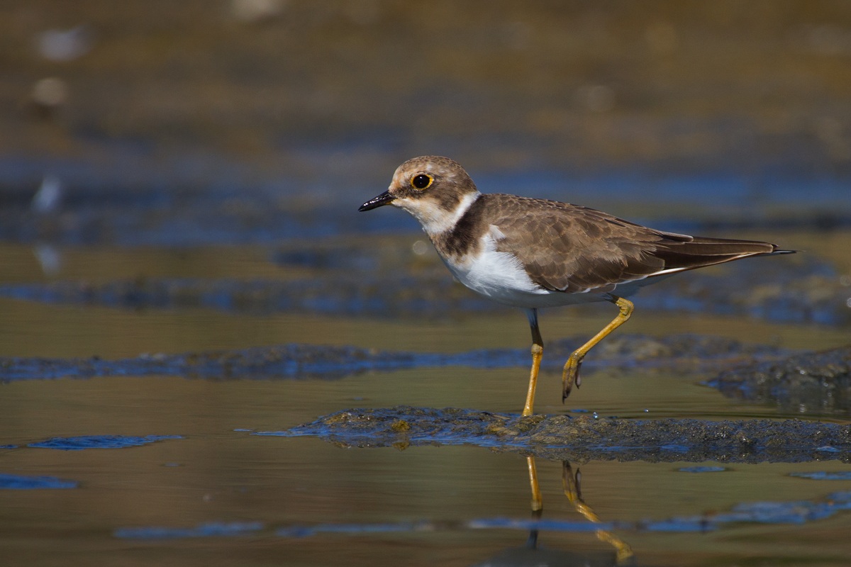 Little Ringed Plover