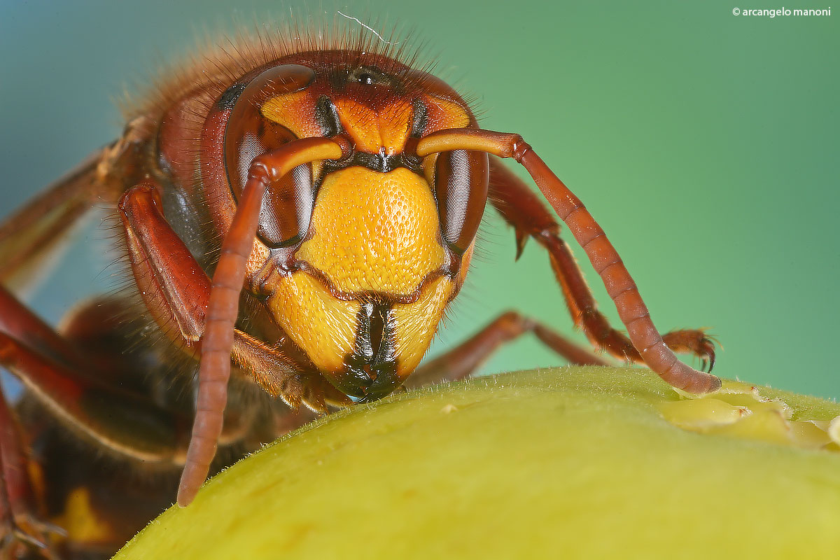 Time figs and ... Hornets