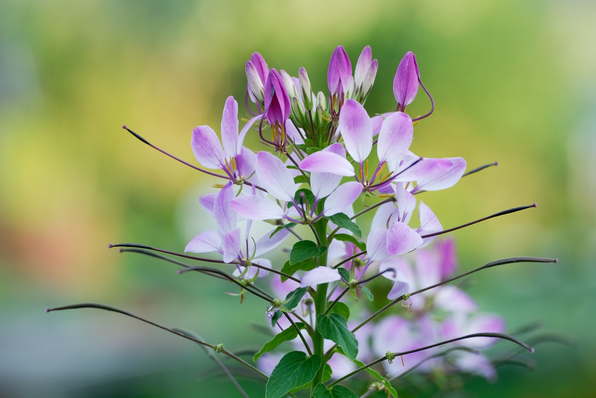Cleome