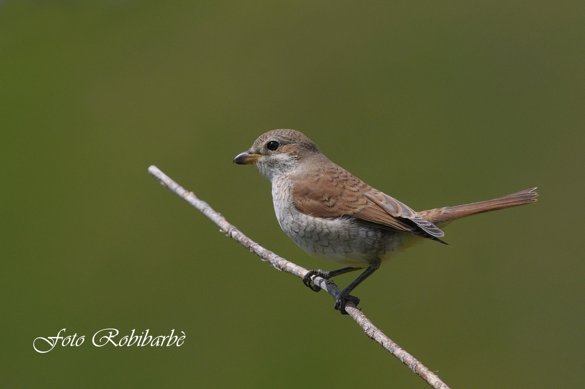 Averla piccola.... giovane ....