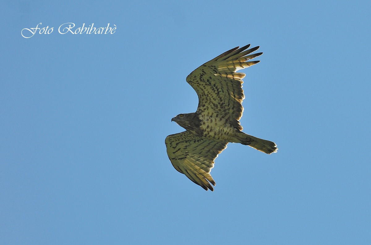 Biancone .....in volo ....