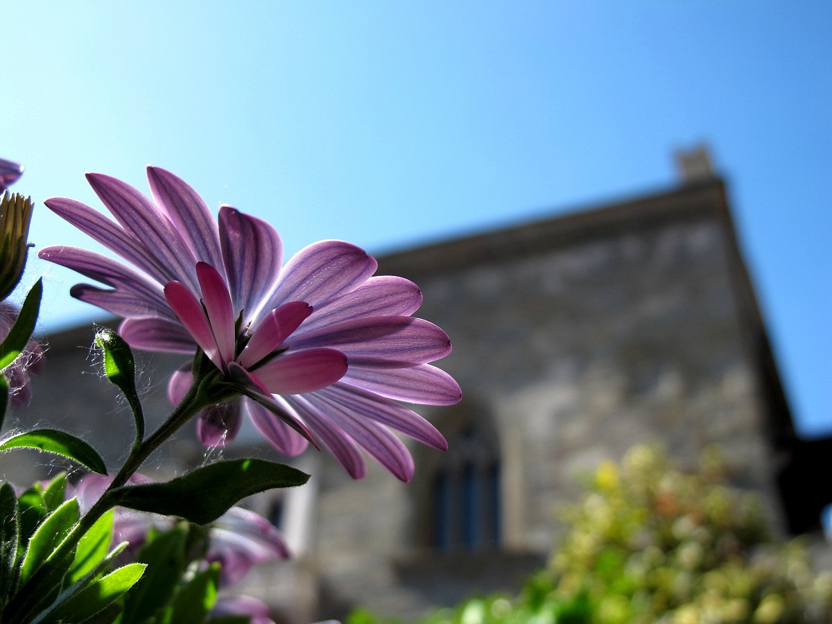 Fiore in Città Alta