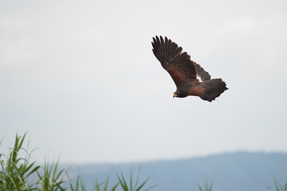 Poiana di harris - dimostrazione di volo