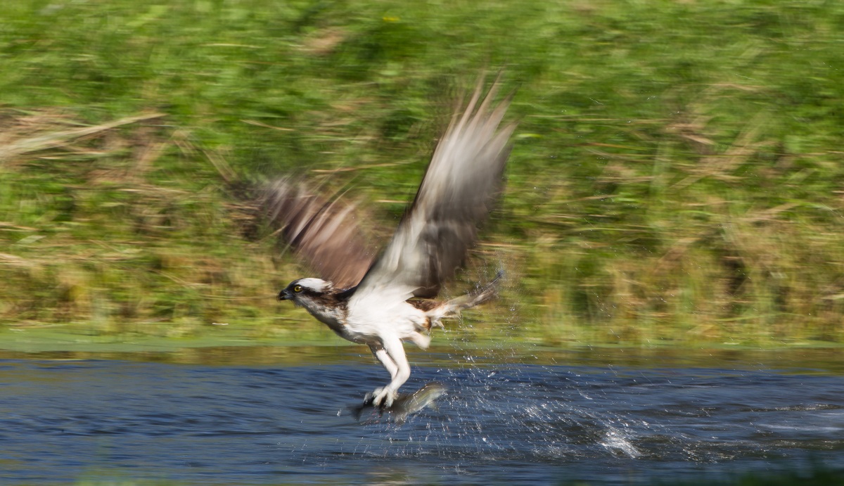 Panning of the osprey