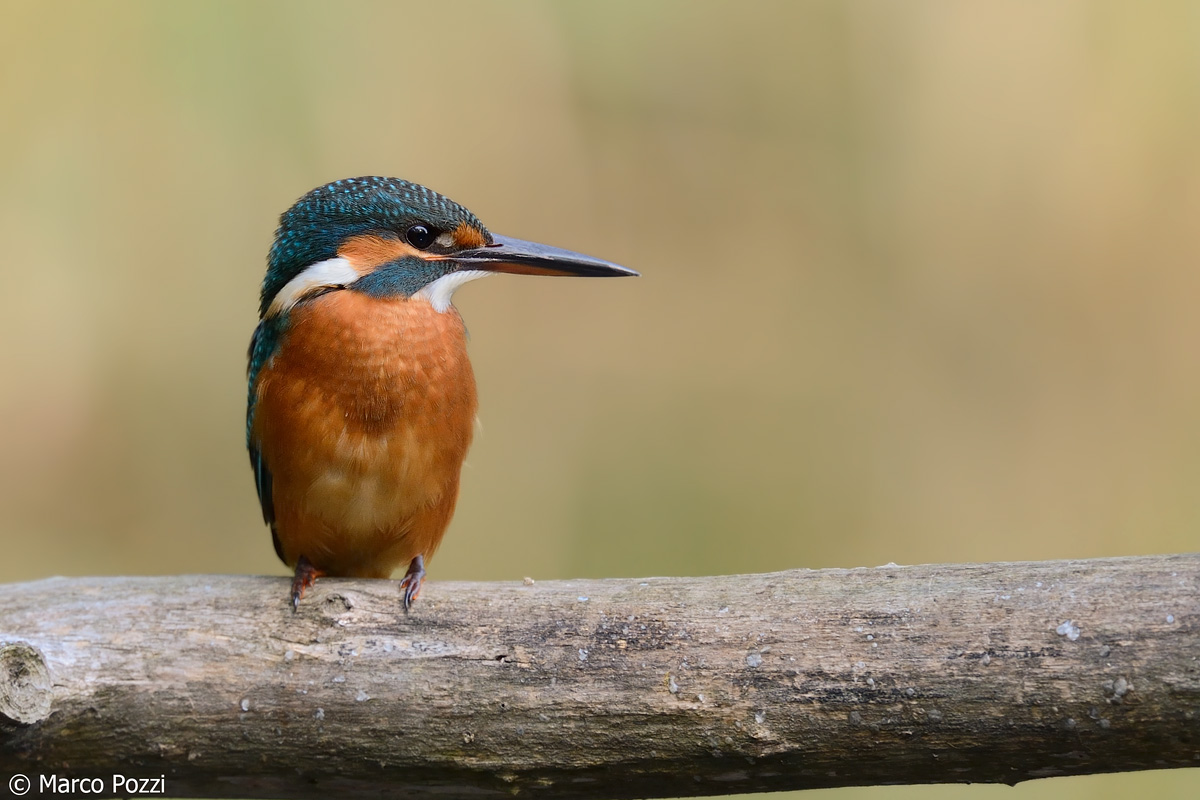 Kingfisher