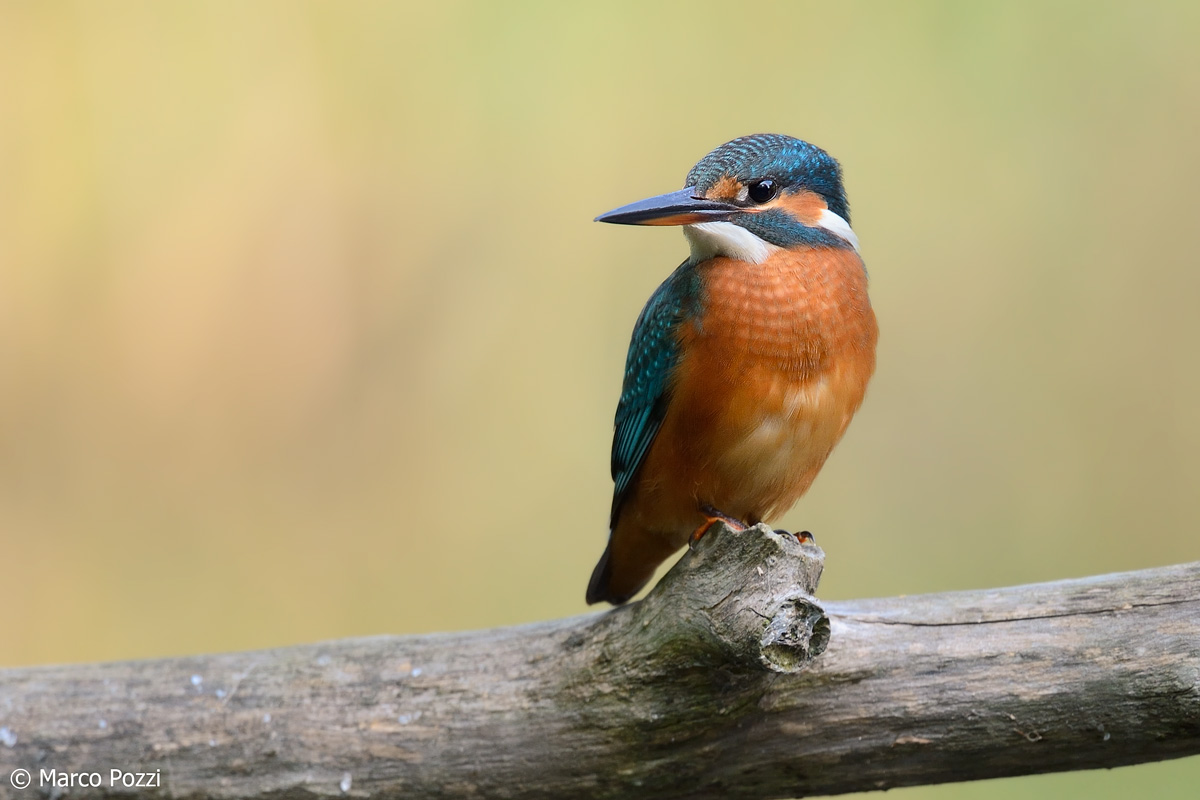 Kingfisher