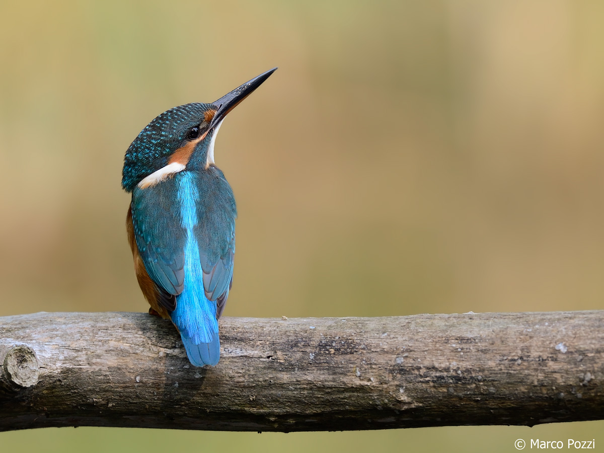 Kingfisher