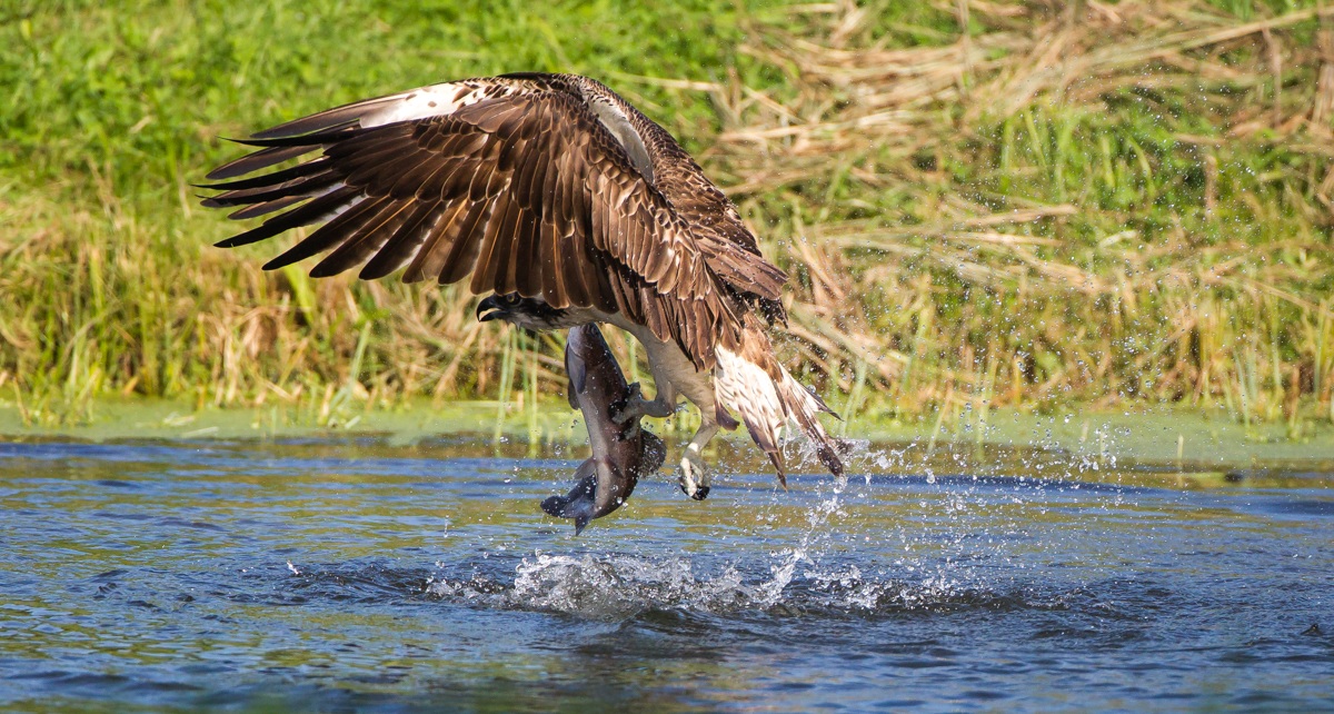 And even today you eat .......