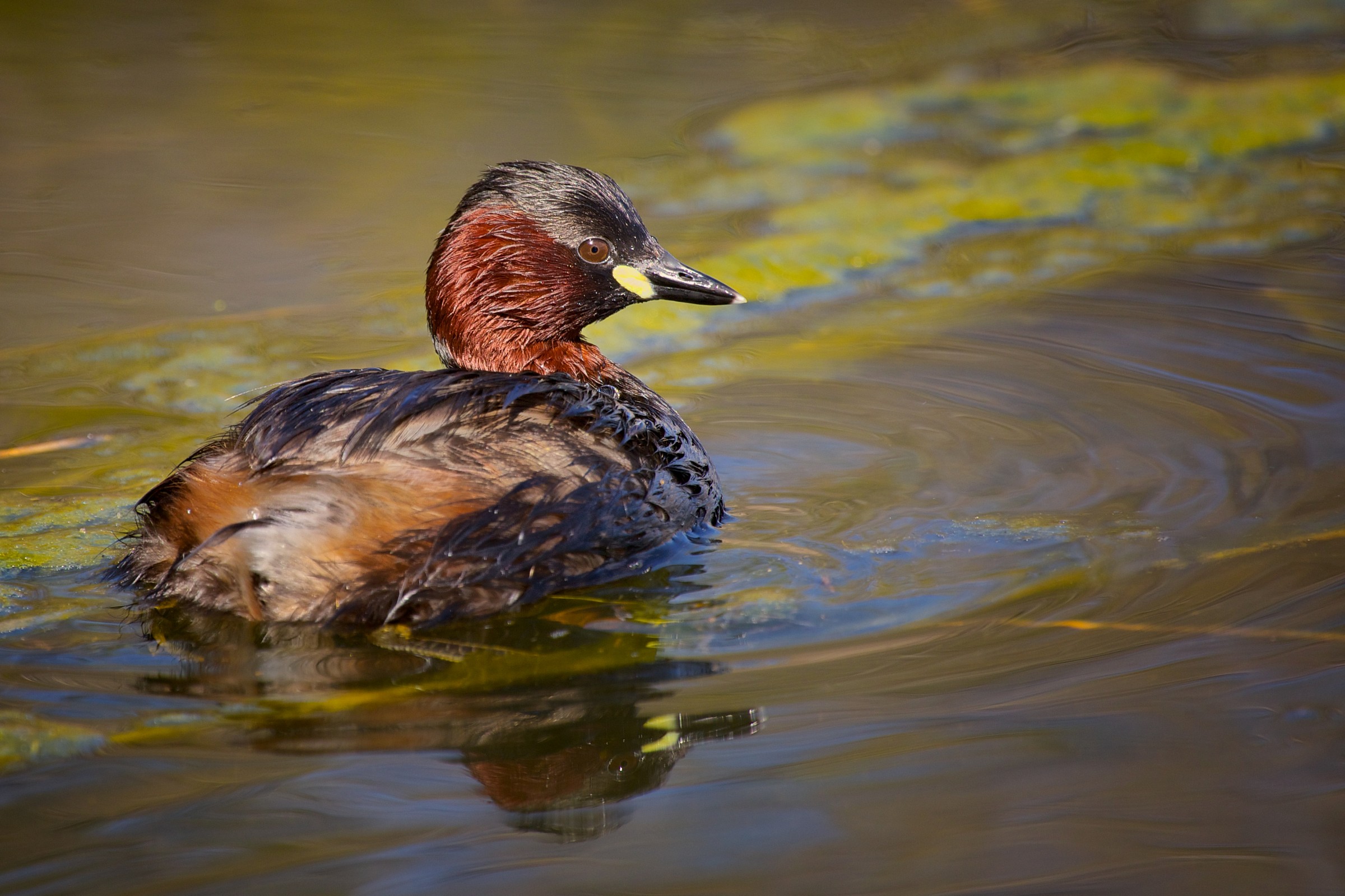 Little Grebe