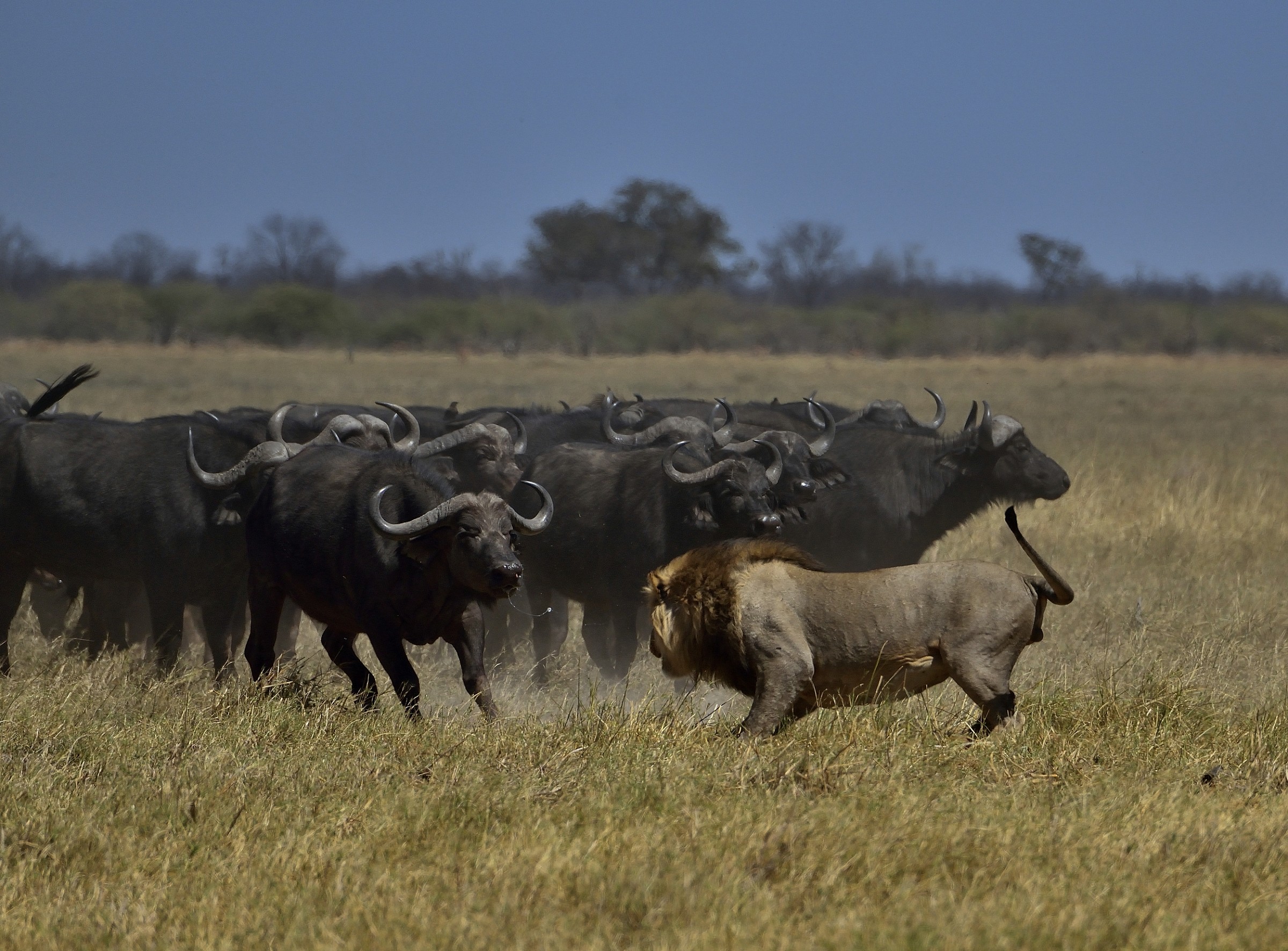 Bufali versus leoni -scaramuccie