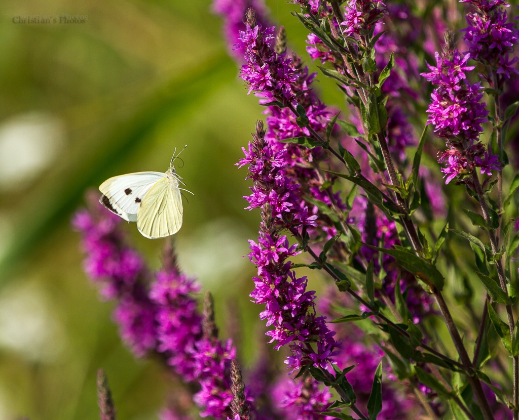 Still picture of a butterfly in flight
