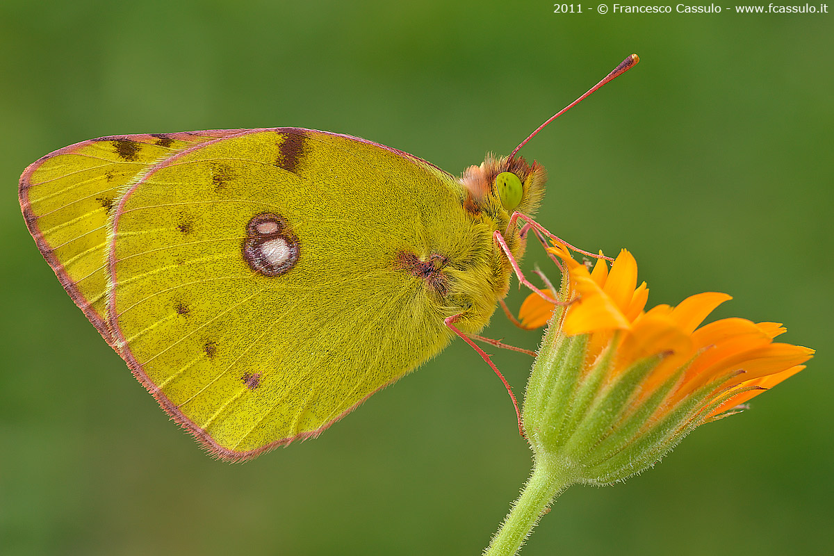 Colias alfacariensis (Ribbe, 1905)