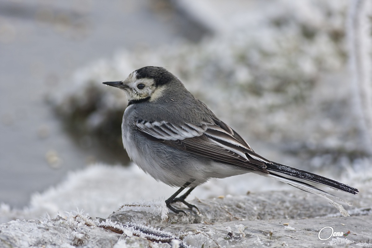 ballerina bianca.....invernale