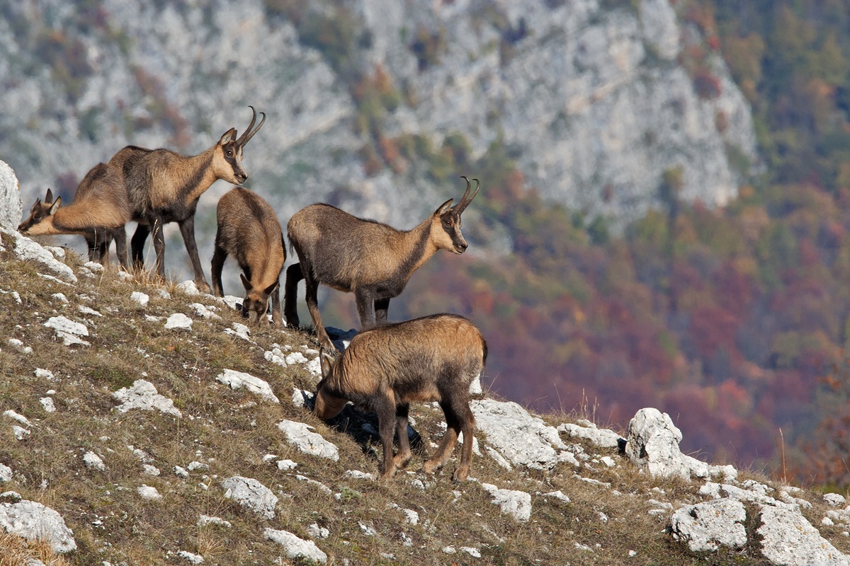 Camoscio d'Abruzzo