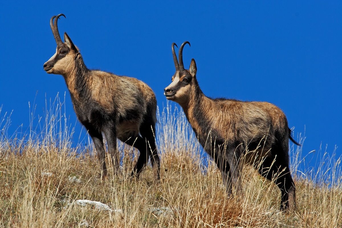 Abruzzo Chamois