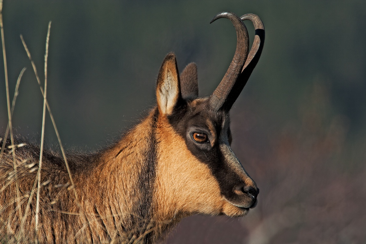 Camoscio d'Abruzzo - Primo piano