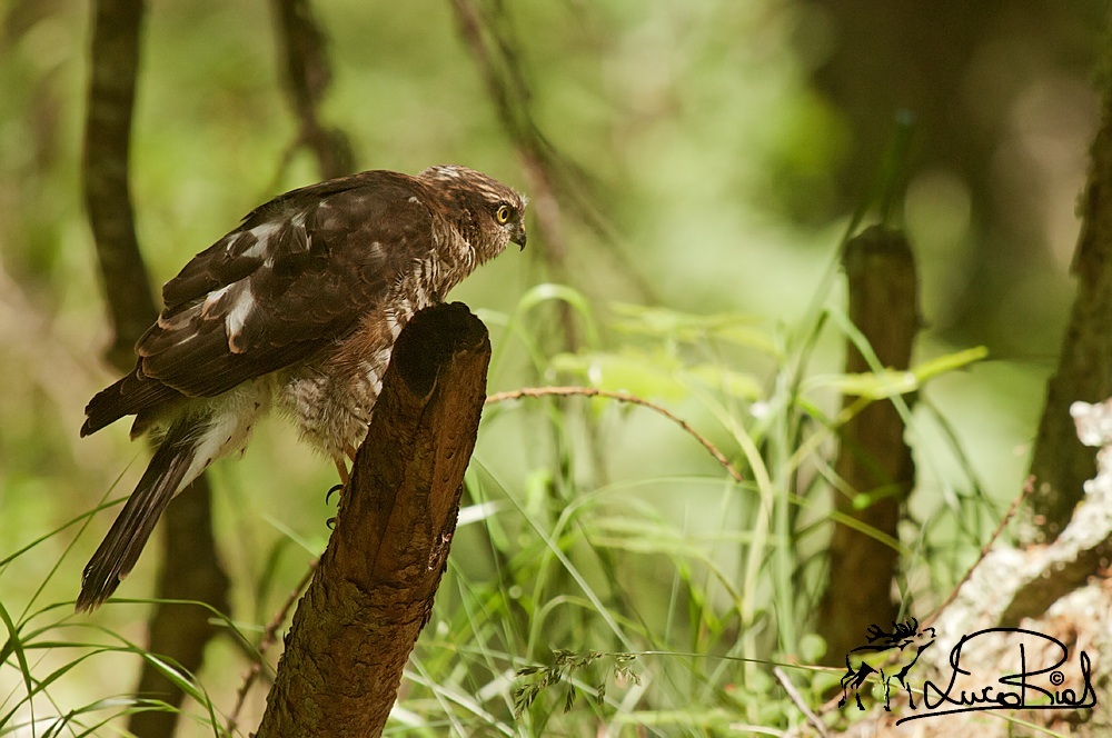 Sparviero - Sparroehawk