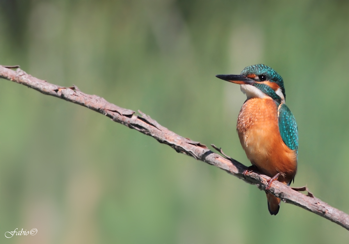 Il mio primo Martin Pescatore (Alcedo atthis)