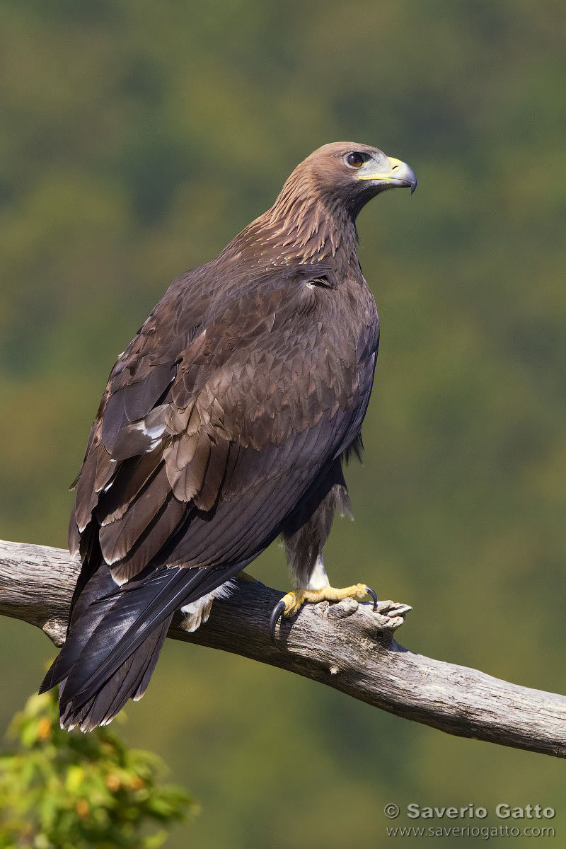 Golden Eagle