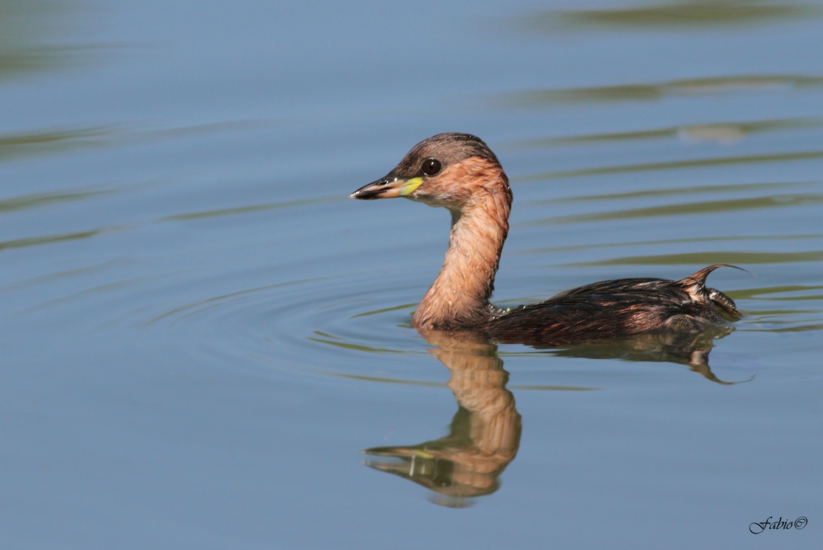 Female Grebe (Tachybaptus ruficollis)
