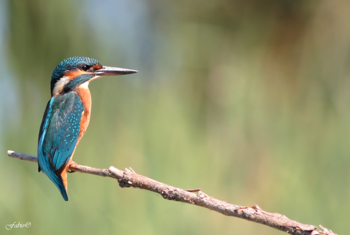 Guardando il tramonto..Martin Pescatore (Alcedo atthis)