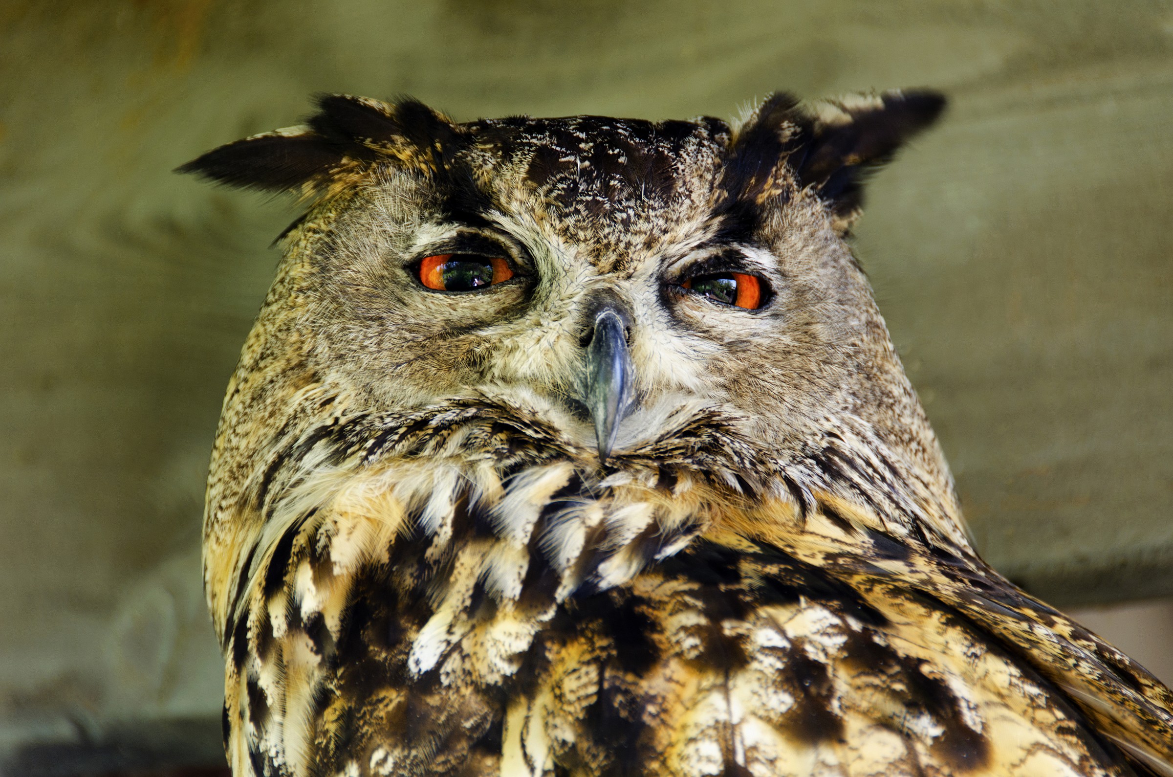 Eagle Owl