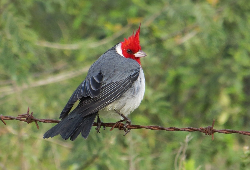 Cardinale crestarossa