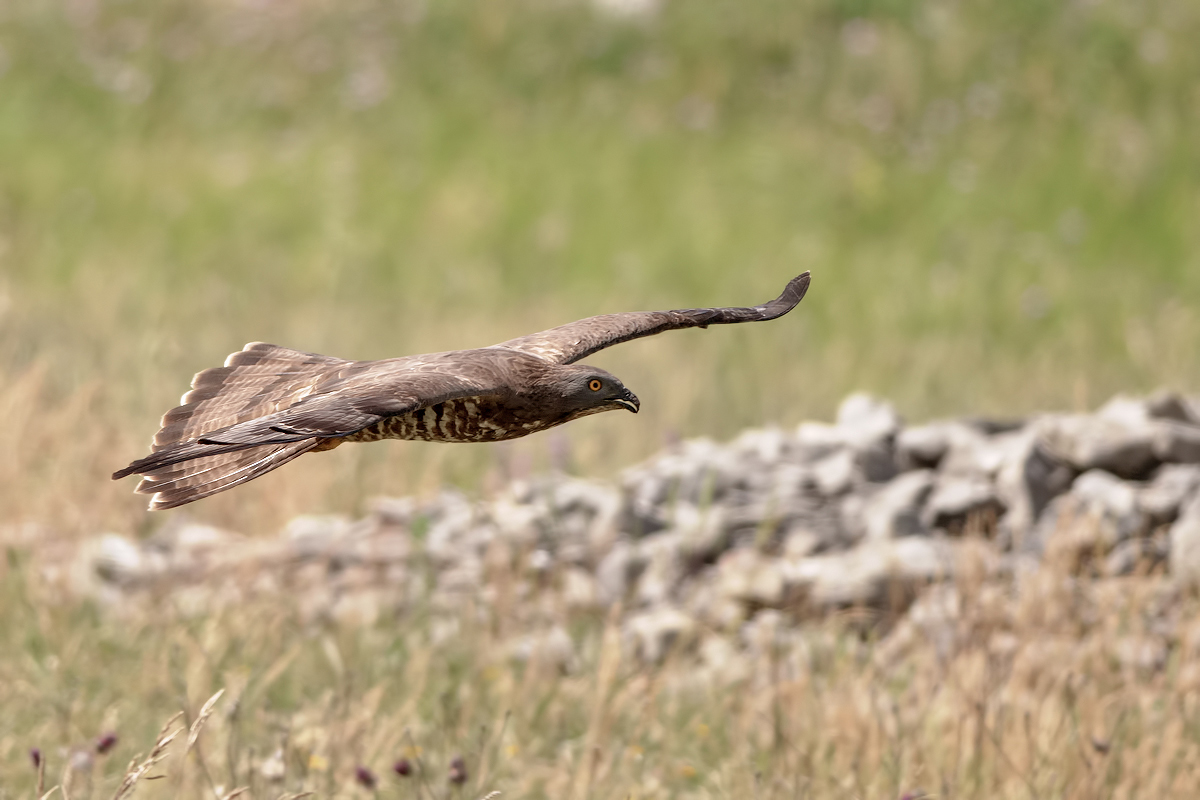 Honey Buzzard (Pernis apivorus)