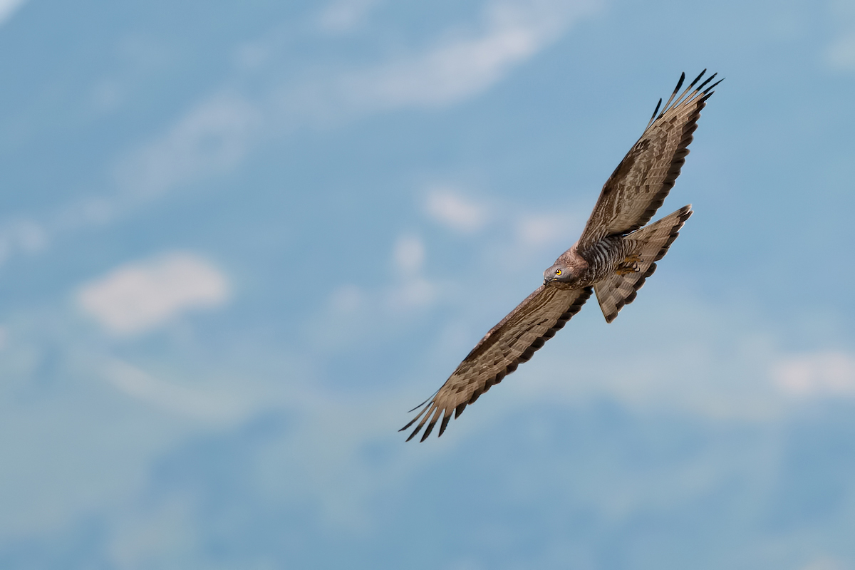 Pecchiaiolo (Pernis apivorus)