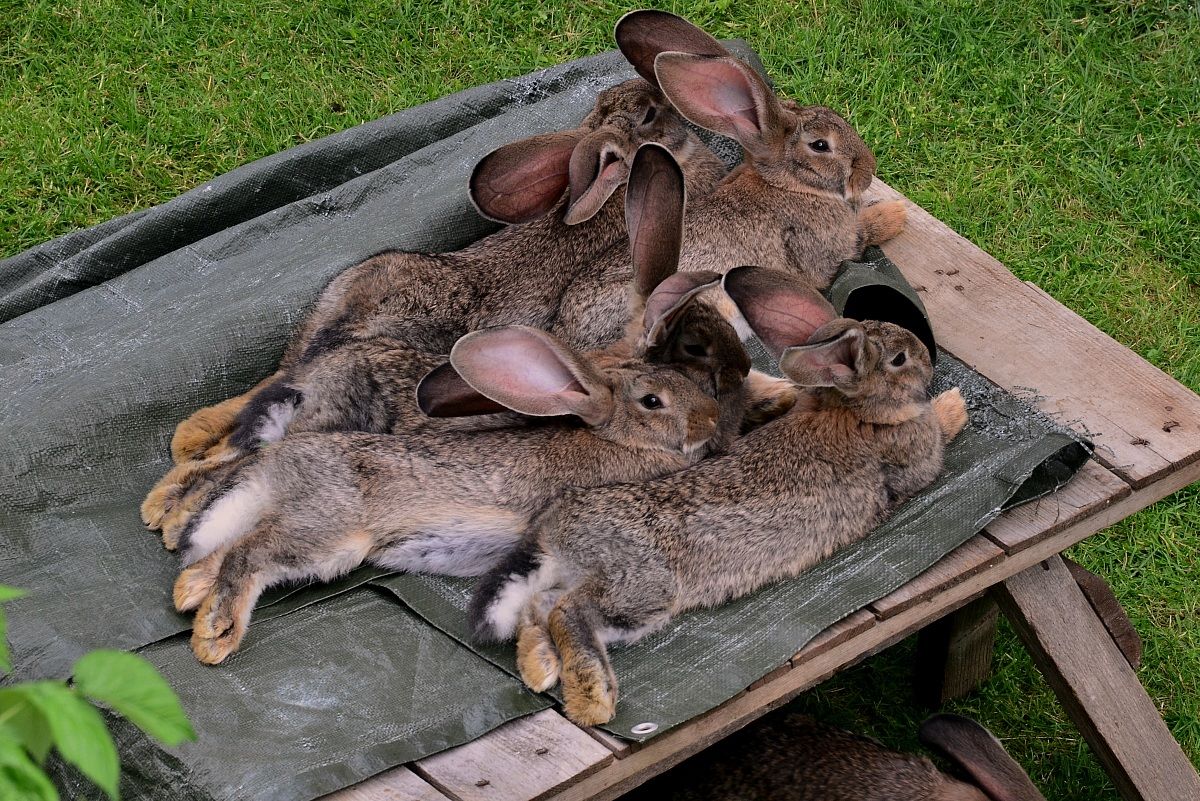 Il piatto è servito....