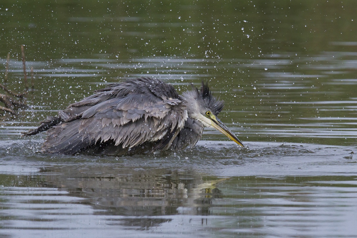 airone cenerino giovane