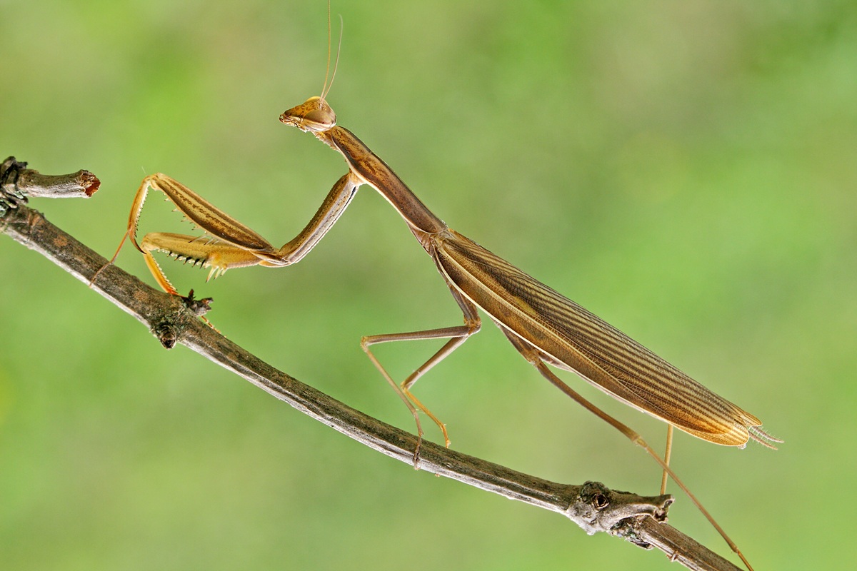 Mantis, simply still life 03