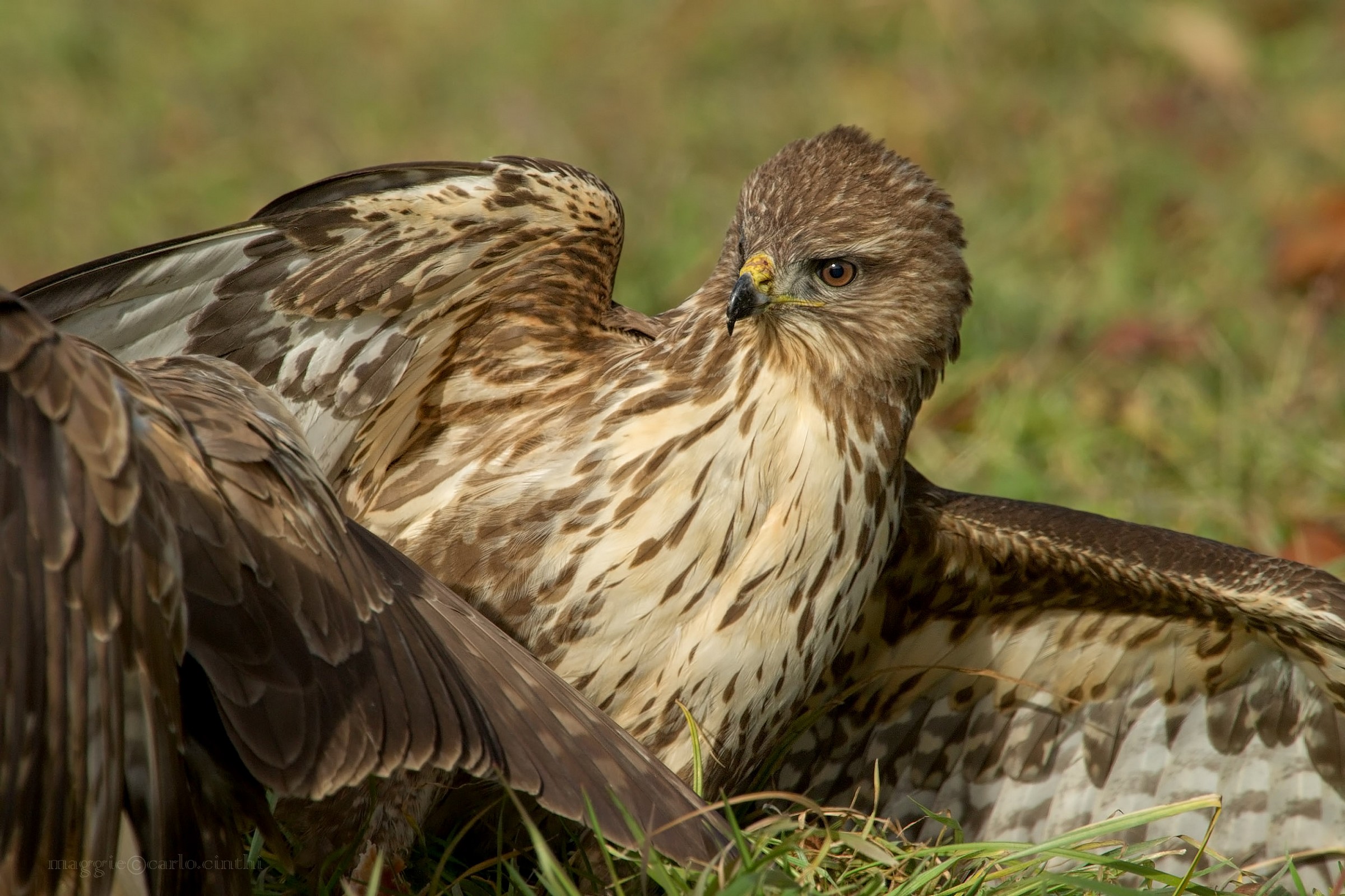 Ritratto poiana durante la lotta