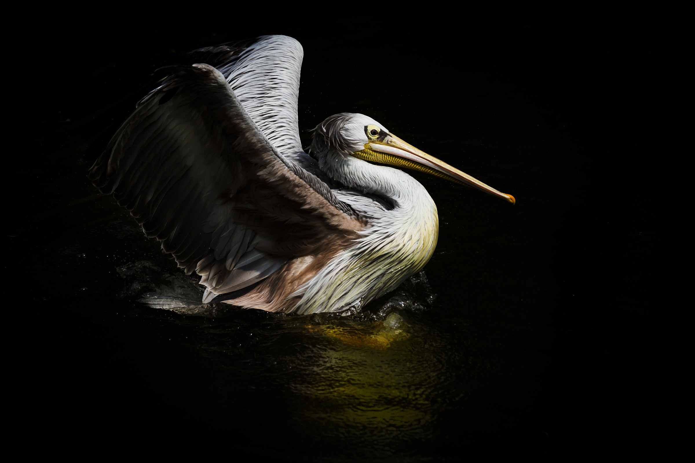 Pelican