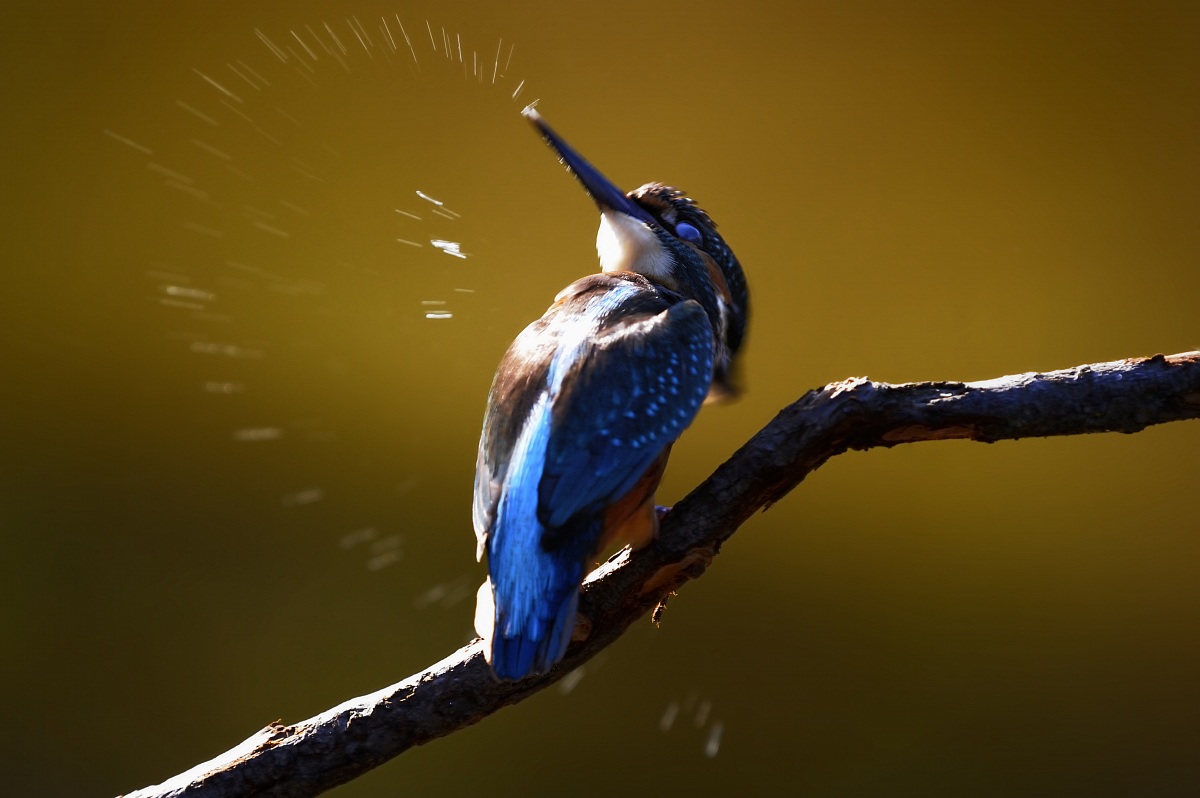 La metà di un cuore